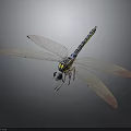 Vibrant Blue Yellow Striped Dragonfly With Transparent Wings And Detailed Body