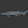 Realistic Blue Shark 3D Model Featuring Reflective Skin On Grey Background 3d model