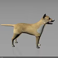 Light Brown Dog With White Patches 3D Model Standing On Shiny Reflective Gray Gradient Floor