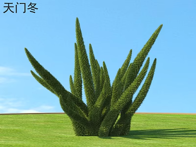 Asparagus Fern With Tall Slender Leaves On Green Grass Under Blue Sky 3d model