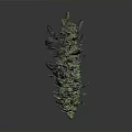 Mature Cannabis Plant With Green Foliage And Purple Branches Displaying Dense Buds