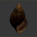Elegant Natural Shell Decorative Ornament Set With Brown Red Glossy Texture For Home Decor