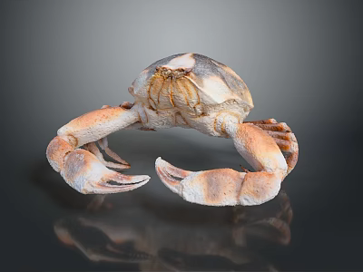 Orange and White Crab with Large Claws and Body Displayed on Dark Background with Reflection 3d model