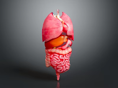 Detailed 3D Anatomical Model of Abdominal Organs With Pink Intestines Orange Liver And Stomach Structures 3d model
