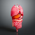 Detailed 3D Anatomical Model of Abdominal Organs With Pink Intestines Orange Liver And Stomach Structures
