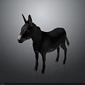 Realistic Black Donkey Standing Isolated On Gray Background With Full Body View 3d model