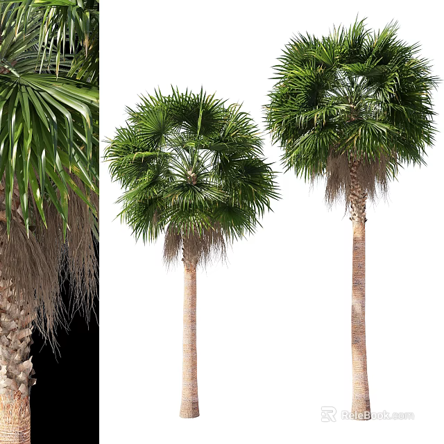 Tall Palm Trees With Lush Green Fronds And Smooth Brown Trunks 3d model 