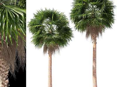 Tall Palm Trees With Lush Green Fronds And Smooth Brown Trunks 3d model
