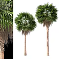 Tall Palm Trees With Lush Green Fronds And Smooth Brown Trunks