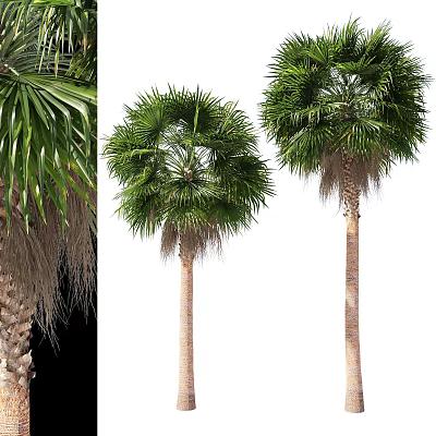 Tall Palm Trees With Lush Green Fronds And Smooth Brown Trunks 3d model