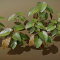 Lush Green and Brown Plant Leaves With Large Visible Veins and Shadows on Brown Background