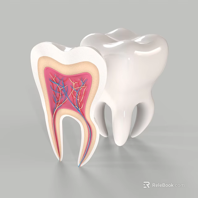 Tooth Structure Cross Section Showing Internal Anatomy Nerves and Blood Vessels 3d model 