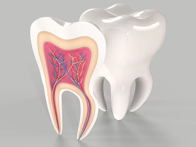 Tooth Structure Cross Section Showing Internal Anatomy Nerves and Blood Vessels 3d model
