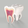 Tooth Structure Cross Section Showing Internal Anatomy Nerves and Blood Vessels