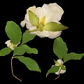 White Camellia Flowers with Large White Petals Yellow Stamens and Green Leaves on Black Background