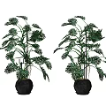 Bonsai Potted Plants with Lush Green Monstera Leaves in Black Round Pots for Indoor Decoration