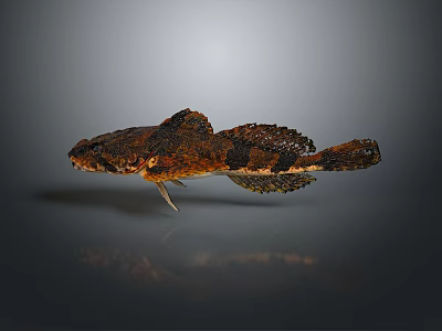 Aquatic Animal Fish With Brown And Black Spots On Dark Background Showing Reflection 3d model
