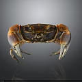 Shiny Vibrant Crab With Orange Claws And Purple Sections On Dark Background