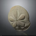 Fresh Natural Sea Urchin With Delicate Petal Like Surface Texture On Dark Background