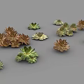 Various Guanyinlian Succulent Plants with Rosette Shaped Leaves and Colorful Foliage