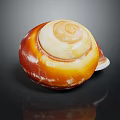 Orange and White Spiral Conch with Reflection on Dark Background