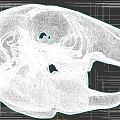 Detailed Animal Skull Anatomical Structure with Open Jaw and Teeth