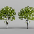 Two Green Leafy Arbor Trees With Brown Trunks Isolated On Gray Background 3d model