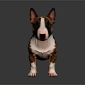 Brown And White Bull Terrier With Erect Ears Standing On Shiny Dark Floor