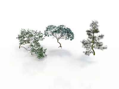 Three Decorative Trees With Green Foliage And Different Branch Shapes On White Background 3d model