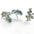 Three Decorative Trees With Green Foliage And Different Branch Shapes On White Background