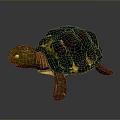 Reptile Tortoise With Red And Green Patterned Shell Green Head And Brown Limbs