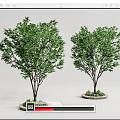 Lush Green Trees With Dark Trunks In Round Planters And Small Plants