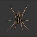 Detailed Spider With Brown Black Body And Long Legs Isolated On Gray Background In High Definition