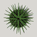 Green Potted Palm Plant With Fan Shaped Leaves In Gray Pot For Indoor Decoration