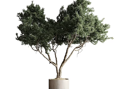 Lush Green Potted Tree Garden Decor with Cylindrical Planter and Dense Foliage 3d model