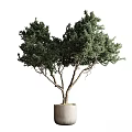 Lush Green Potted Tree Garden Decor with Cylindrical Planter and Dense Foliage