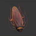 Reddish Brown Cockroach With Black And Yellow Patterned Head On Dark Background 3d model