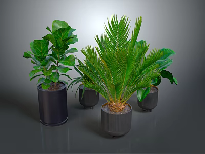 Various Green Foliage Plants In Black Planters For Indoor Home Decor 3d model