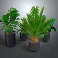 Various Green Foliage Plants In Black Planters For Indoor Home Decor