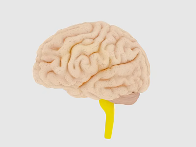 Human Brain Anatomical Model Displaying Surface Folds And Yellow Connection For Medical Education 3d model