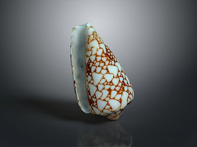 Conch Shell With White Background And Brown Crack Like Patterns On Dark Surface Showing Reflection 3d model