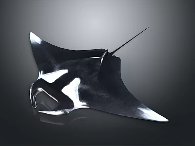 Black And White Manta Ray With Shiny Surface And Elegant Streamlined Body On Dark Background 3d model
