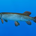 Freshwater Pike Fish With Elongated Body Open Mouth And Reddish Fins In Blue Underwater Background