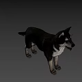 3D Animated Dog Character For Game Movie With Black White Fur Standing Pose