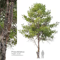 Tall Arbor With Lush Green Foliage And Textured Trunk In Natural Growth