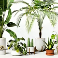 Various Green Potted Plants With Ceramic Pots And Wooden Stands For Indoor Decoration