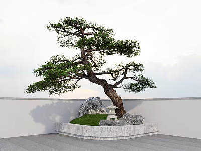 Pine Tree In Garden With Small Pagoda Rocks Green Grass White Wall And Gray Floor 3d model