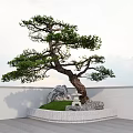 Pine Tree In Garden With Small Pagoda Rocks Green Grass White Wall And Gray Floor