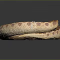 Coiled Brown Beige Spotted Snake In Ring Shape With Scaly Skin