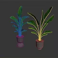 Two Large Leaf Tropical Plants in Metallic Pots on Dark Reflective Surface